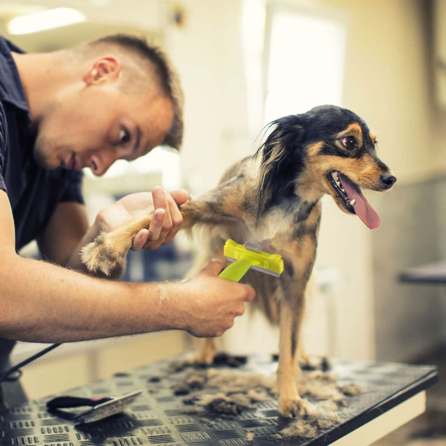 Dog Grooming Brush Comb Pet Hair Remover Pet Supplies - Tophatter Daily Deals