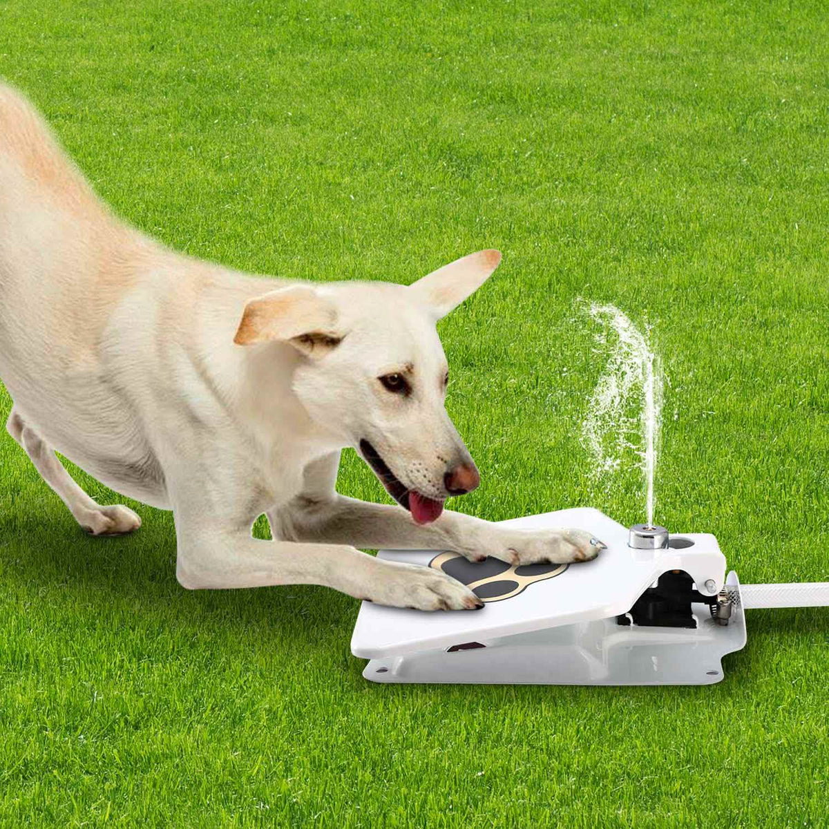 Dog Water Fountain Pet Supplies - Tophatter Daily Deals