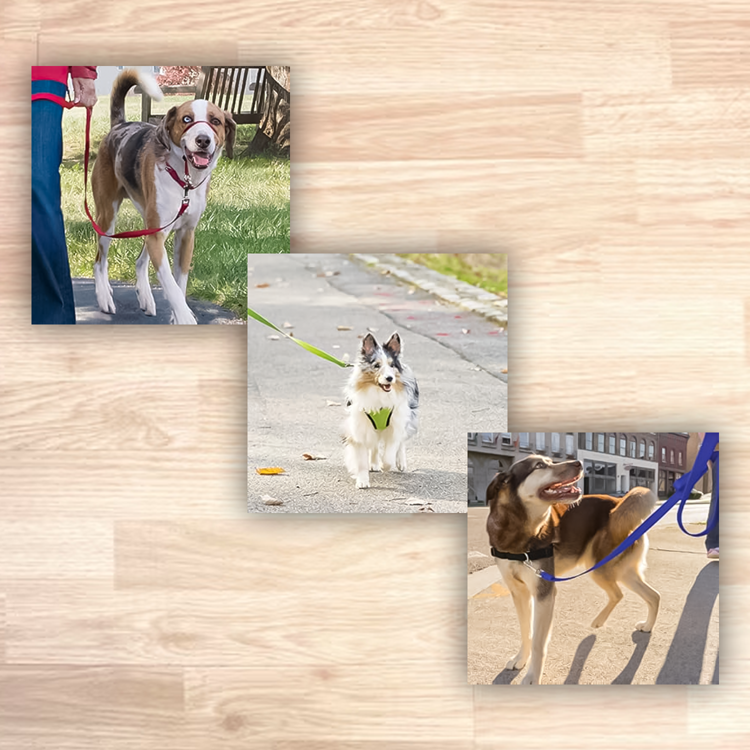 Dog Running Leash - 45