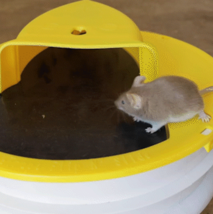 Mouse Trap Bucket Lid Non Toxic Sanitary Fall 2025 Safe - Tophatter Daily Deals