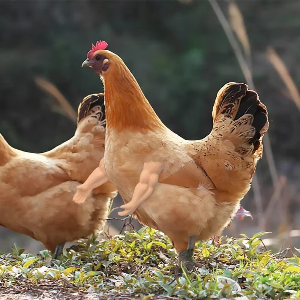 Funny Fighting Chicken Arms - Tophatter Daily Deals