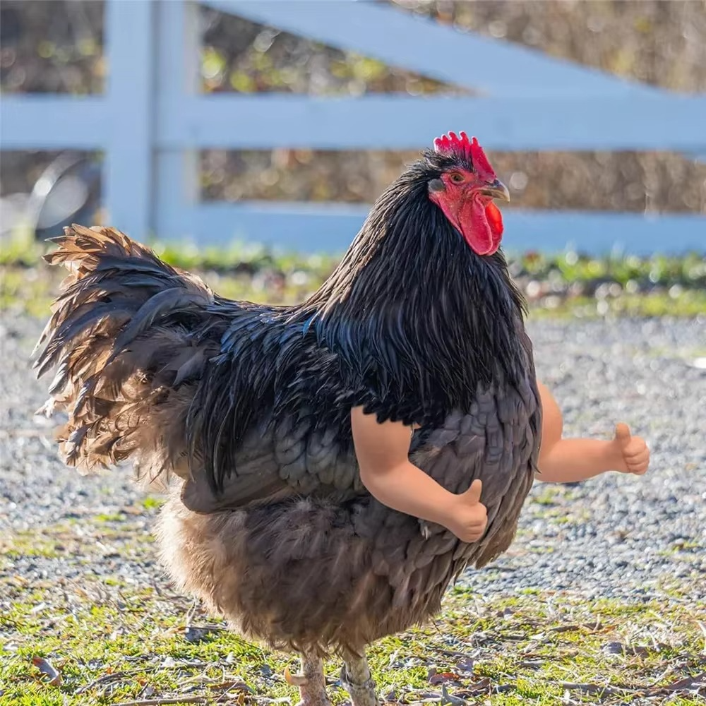 Funny Fighting Chicken Arms - Tophatter Daily Deals