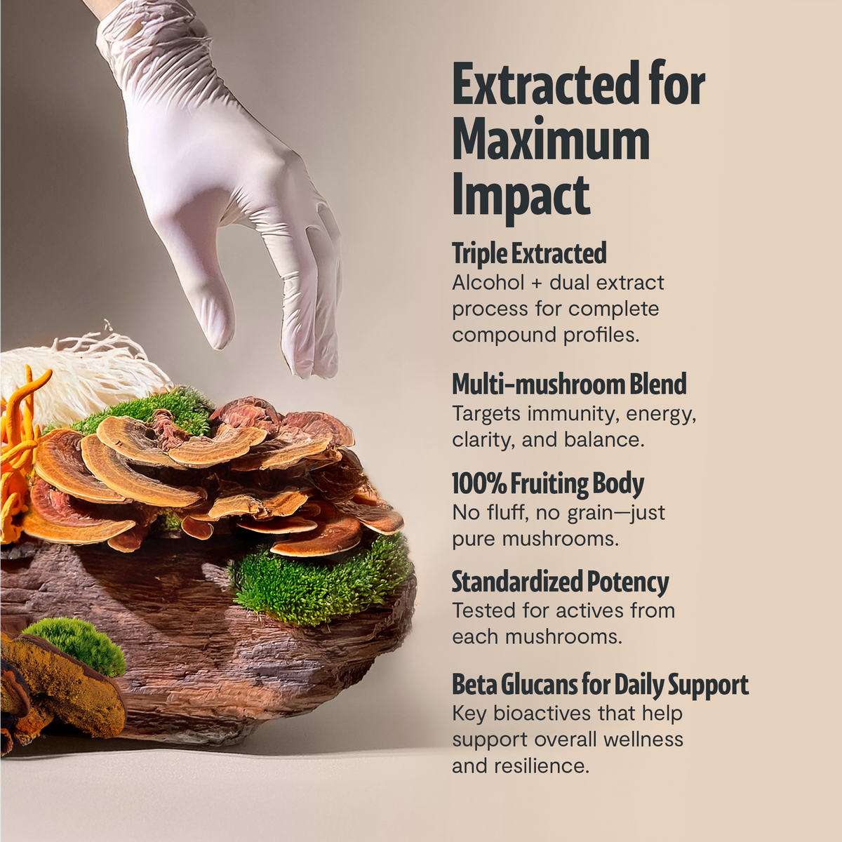 Organic Mushroom Complex Supplement Capsules Health & Wellness - Tophatter Daily Deals