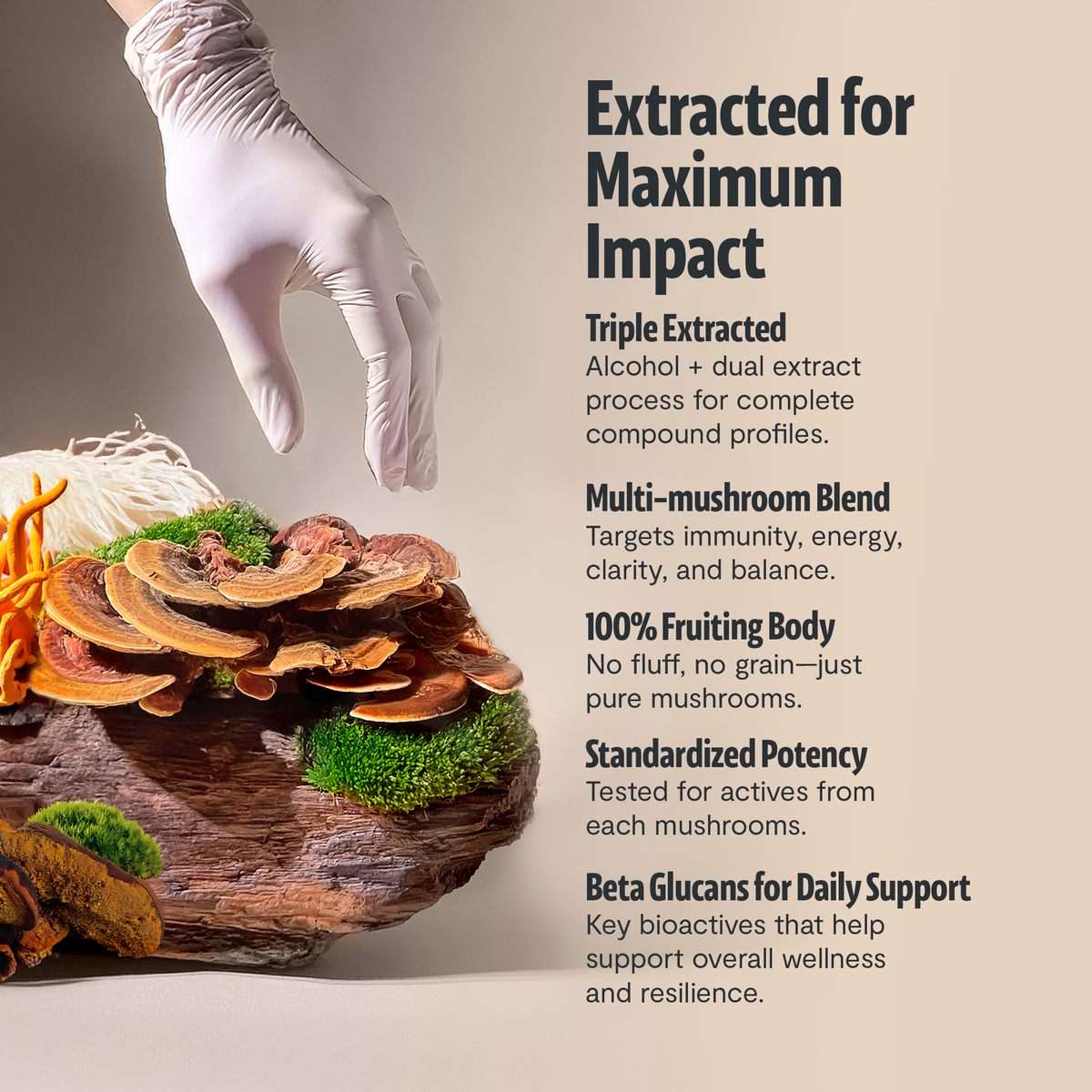 Organic Mushroom Extract Powder Blend Health & Wellness - Tophatter Daily Deals