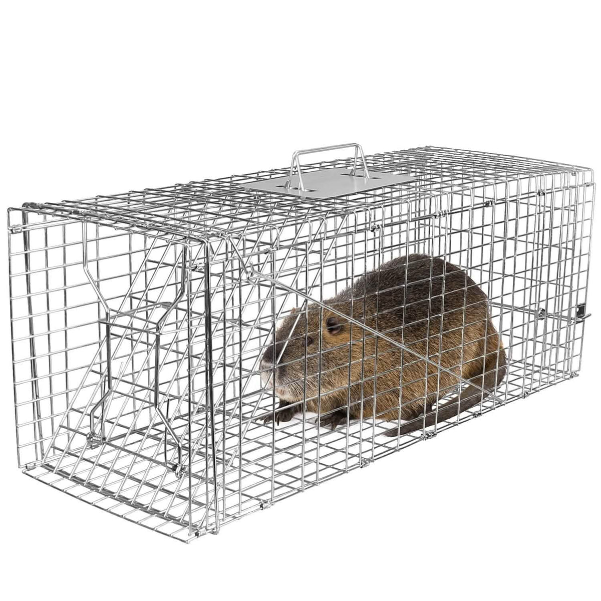 Humane Catch Release Live Animal Collapsible Galvanized Wire Trap Cage Pest Control - Tophatter Daily Deals