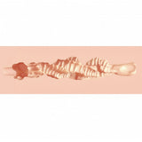 Xkin Raw The Grip Mouth Stroker in Light Male Masturbators > Mouth Masturbators & Strokers - Tophatter Daily Deals