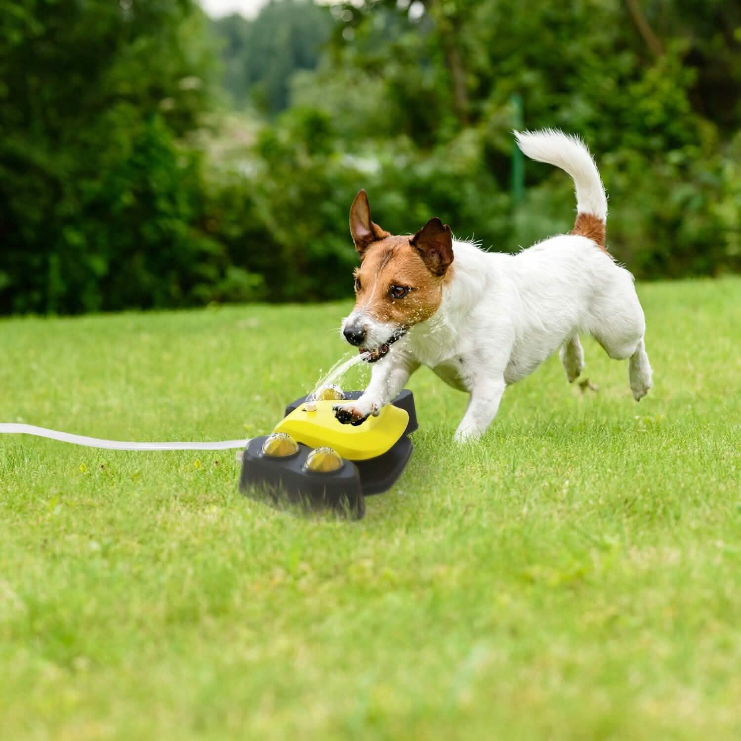 Multifunctional Automatic Pet Water Dispenser Outdoor Step-on Activated Sprinkler Pet Supplies - Tophatter Daily Deals