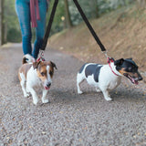 No-Tangle Dual Dogs Leash Pet Supplies - Tophatter Daily Deals