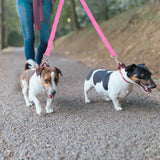 No-Tangle Dual Dogs Leash Pet Supplies - Tophatter Daily Deals