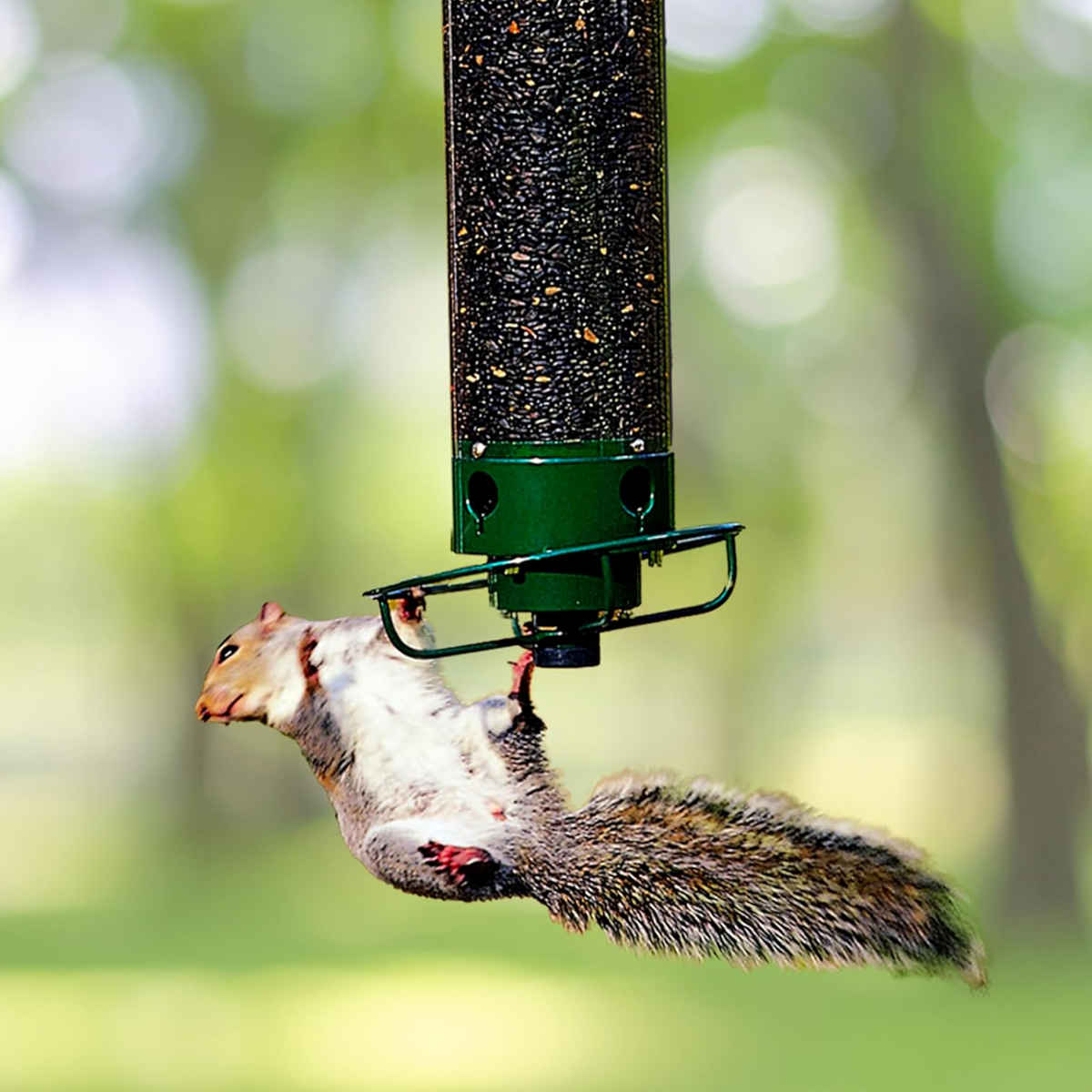 Squirrel Proof Bird Feeder Rotating Perch Fall 2025 - Tophatter Daily Deals