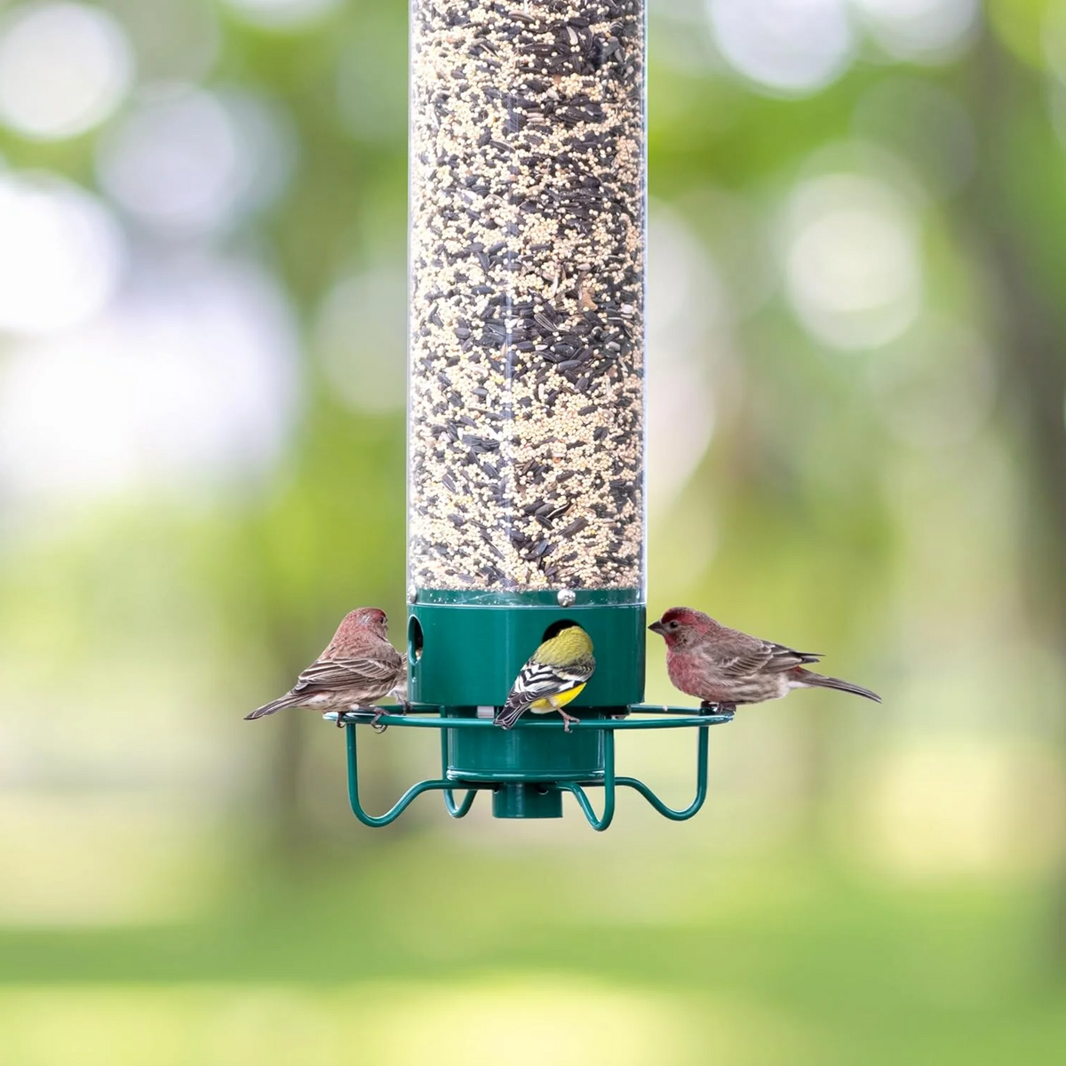 Squirrel Proof Bird Feeder Rotating Perch Fall 2025 - Tophatter Daily Deals