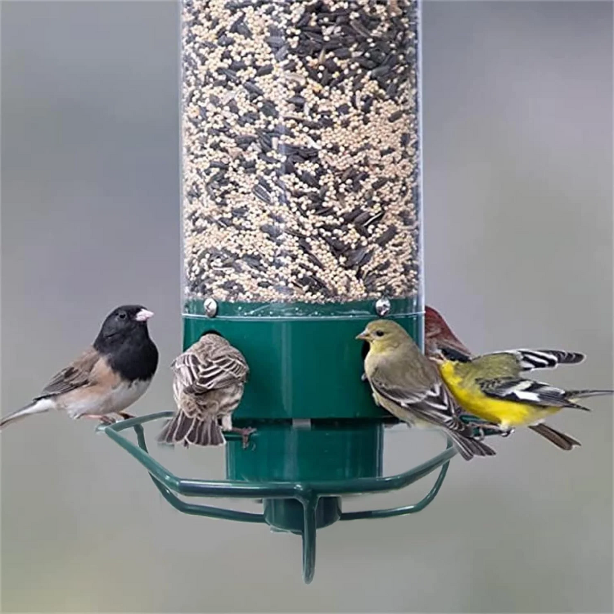 Squirrel Proof Bird Feeder Rotating Perch Fall 2025 - Tophatter Daily Deals