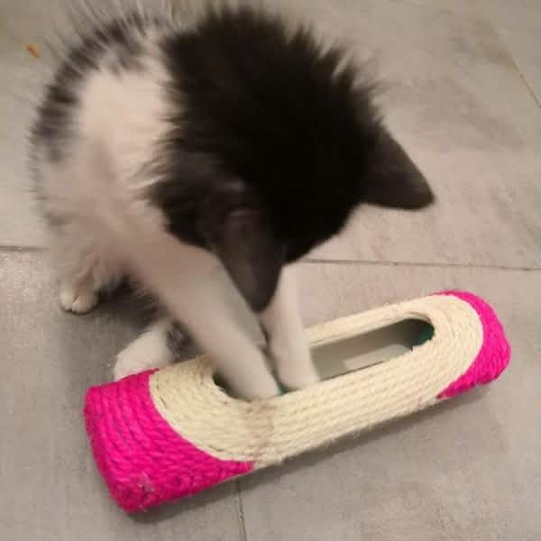 Pet Cat Rolling Sisal Scratching Post Trapped With 3 Ball Training Novely Toy Pet Supplies - Tophatter Daily Deals