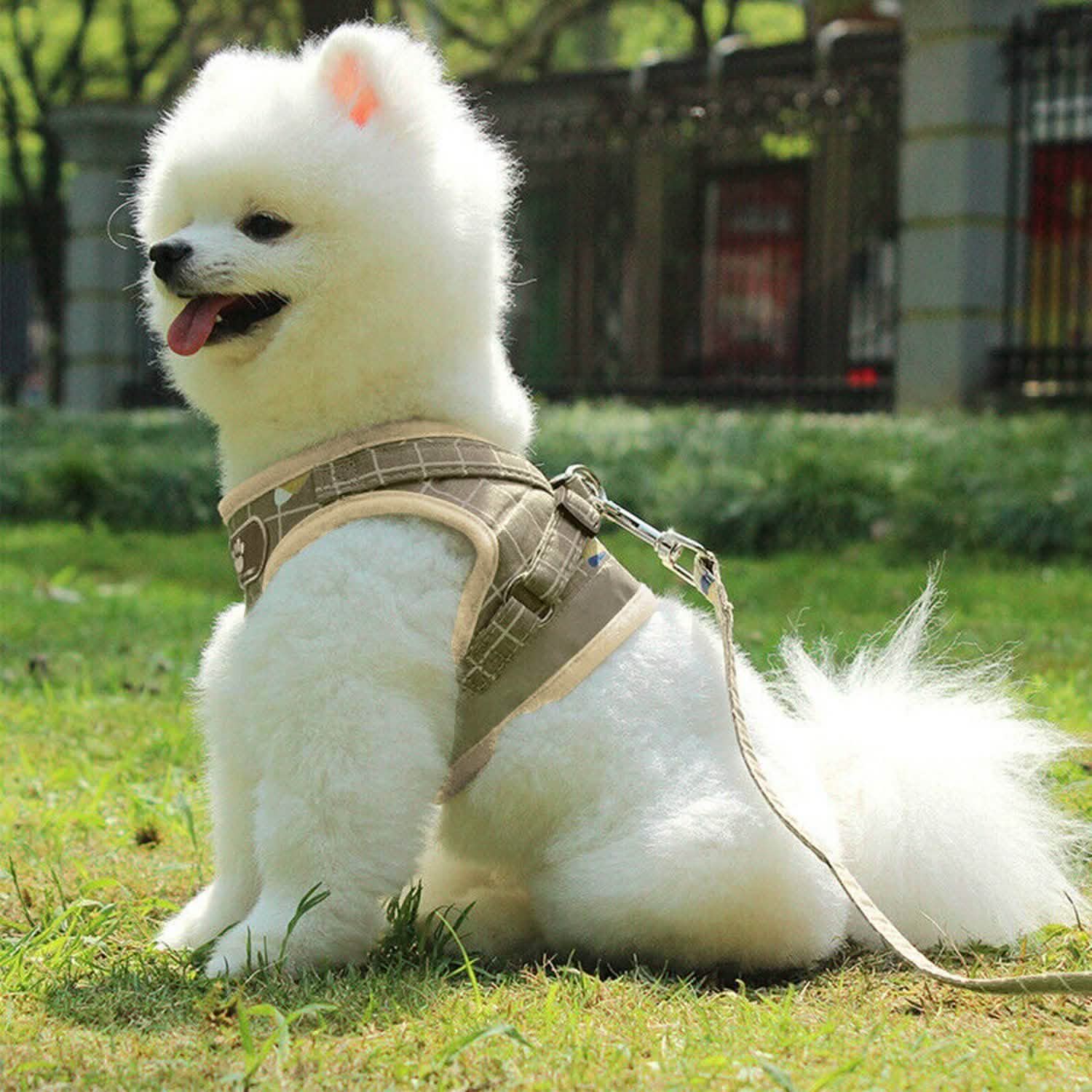 Pet Mesh Harness Dog Leash Puppy Vest Pet Supplies - Tophatter Daily Deals