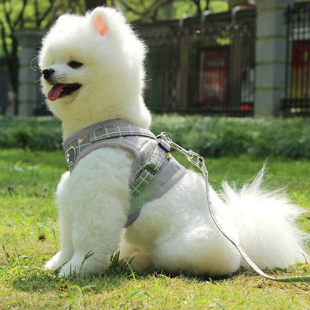 Pet Mesh Harness Dog Leash Puppy Vest Pet Leashes & Harnesses - Tophatter Daily Deals