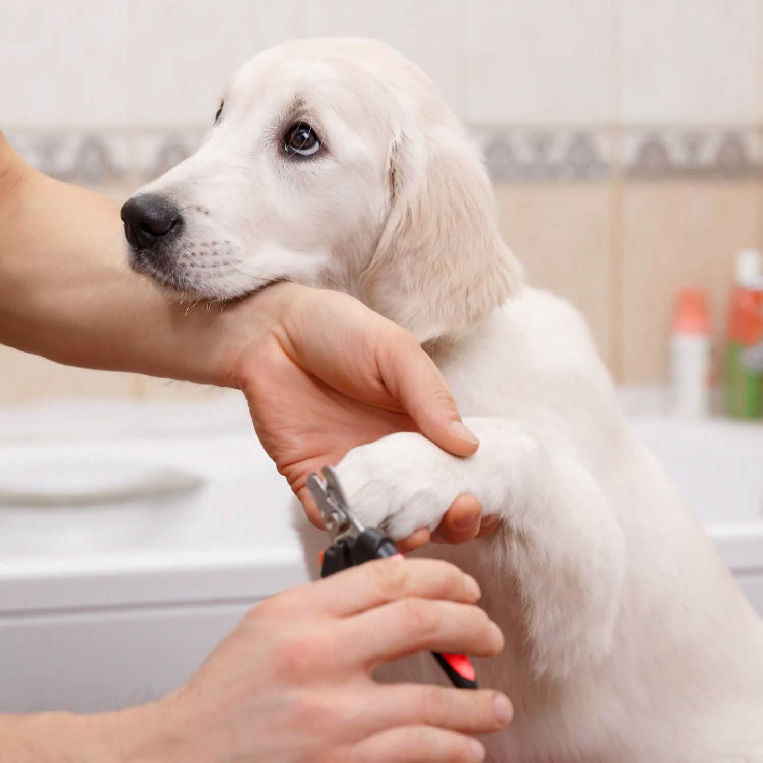 Pet Nail Trimmer with Safety Guard to Avoid Over-Cutting Nails Pet Supplies - Tophatter Daily Deals