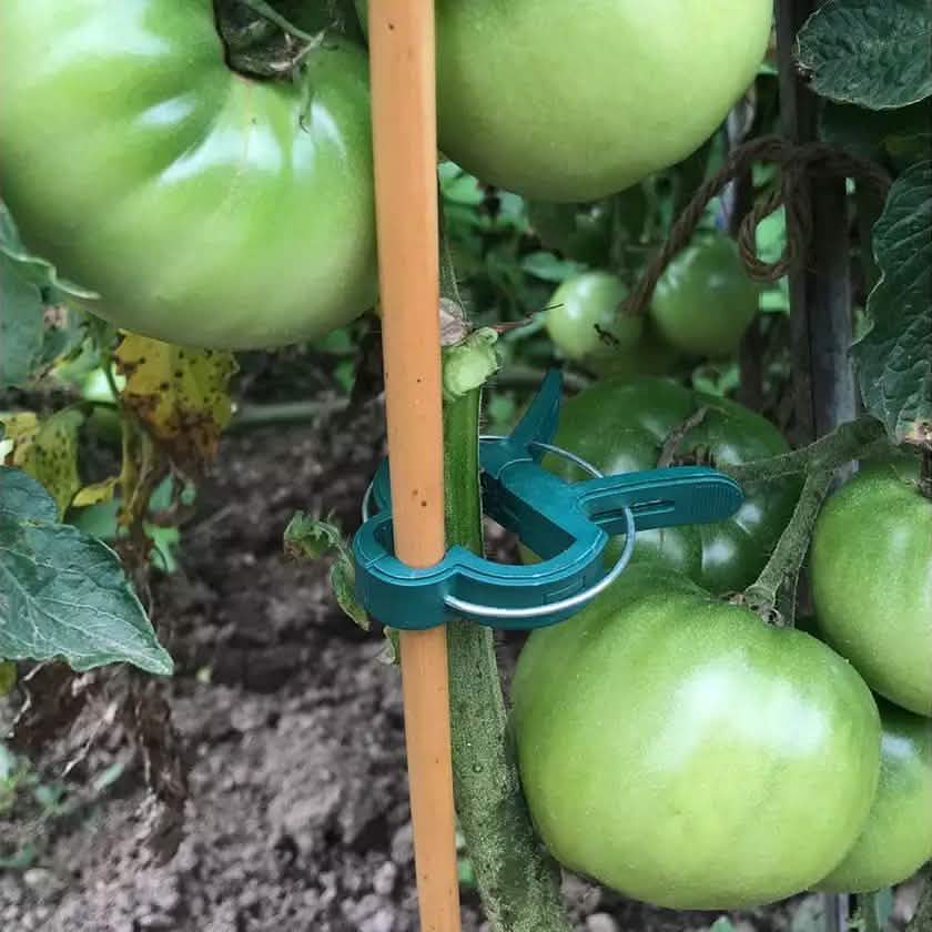 Plant Support Clips for Garden Vine to Grow Upright Garden & Patio - Tophatter Daily Deals