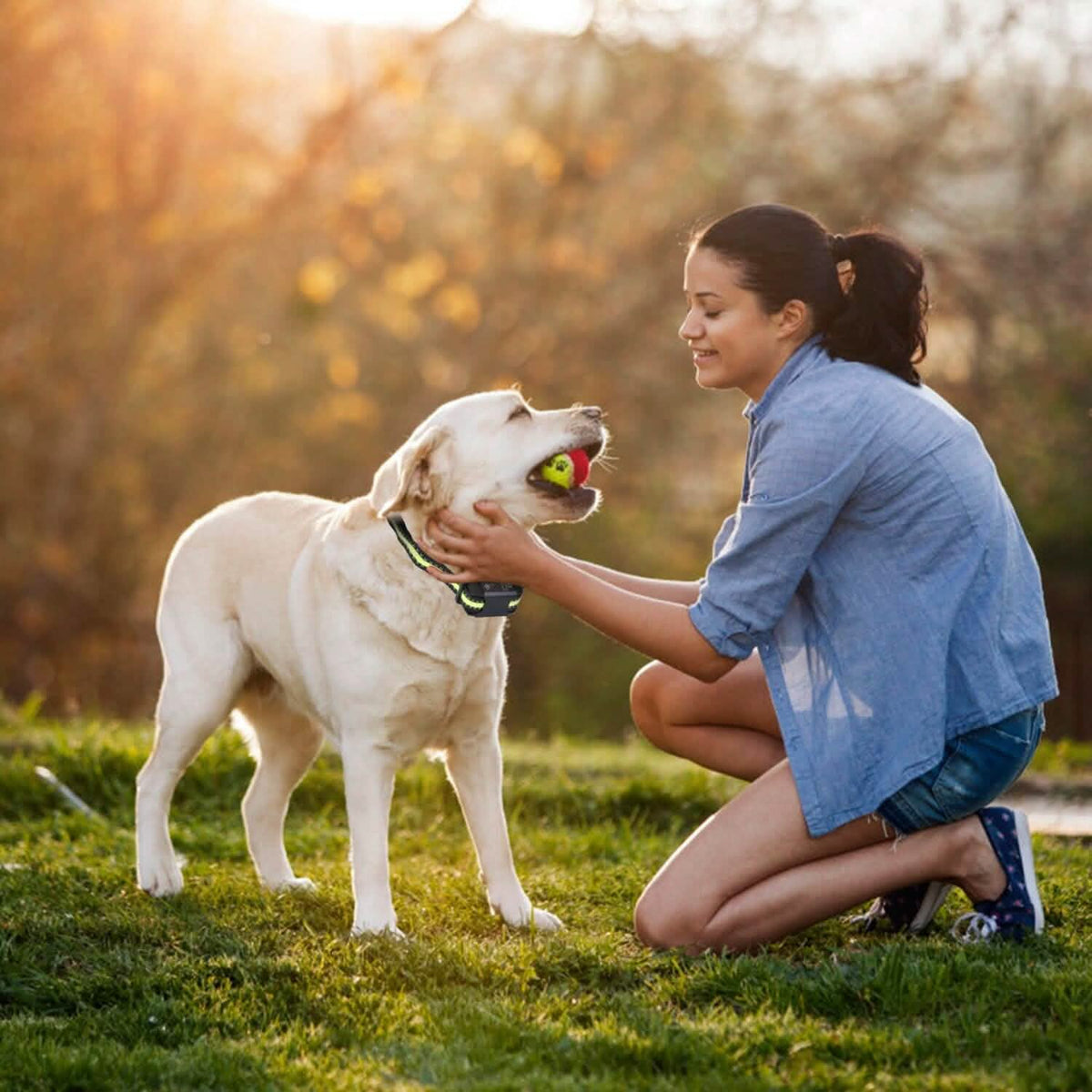 Rechargeable Waterproof Beep Vibration Static Stimulation Bark Stopper Pet Supplies - Tophatter Daily Deals