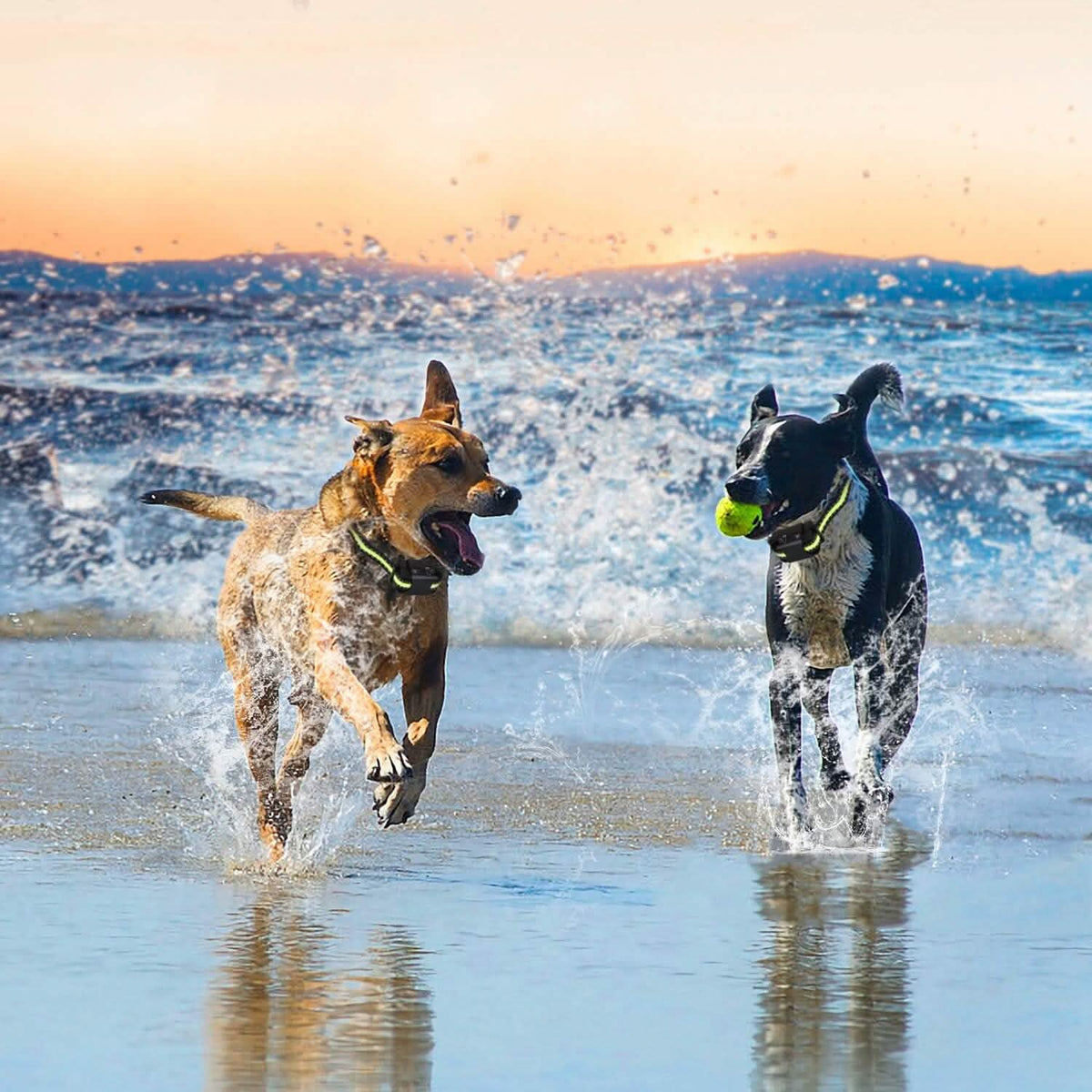Rechargeable Waterproof Beep Vibration Static Stimulation Bark Stopper Pet Supplies - Tophatter Daily Deals
