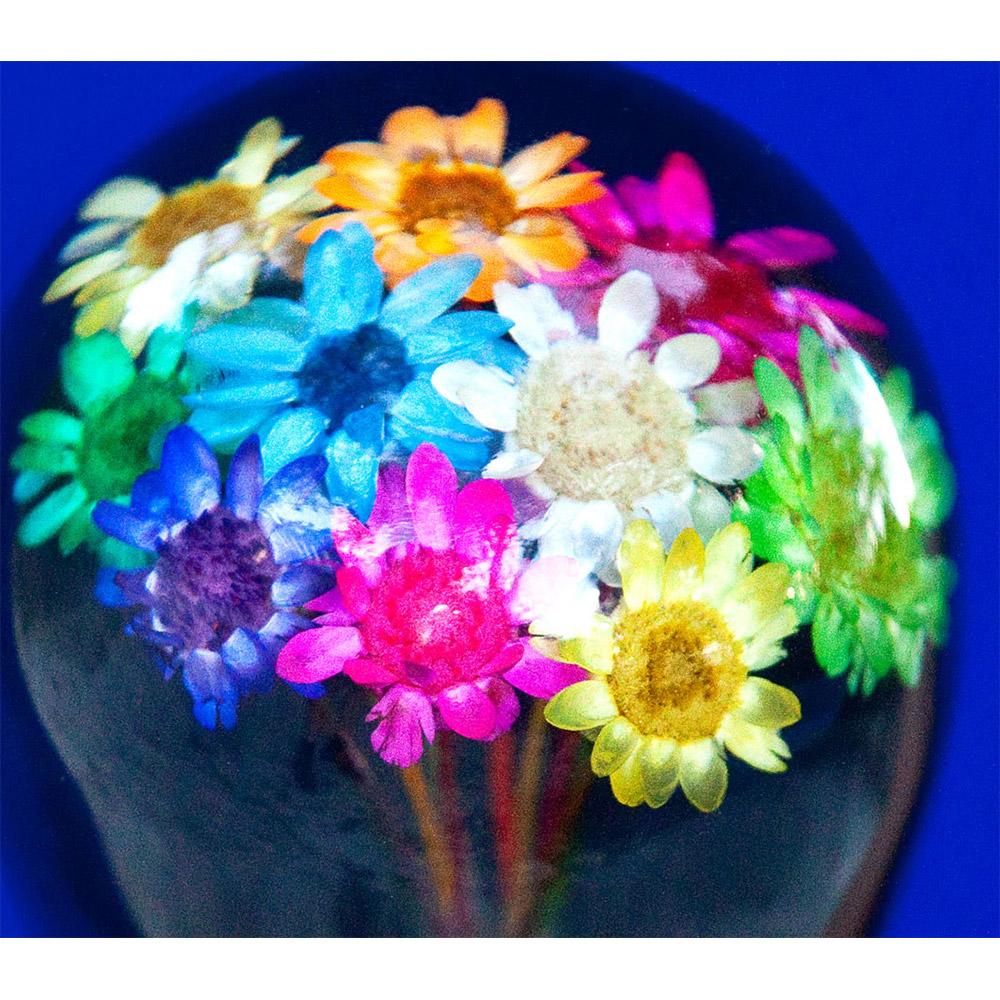Real Dried Flower Clear Lucite Knob Stick: Beechwood Shaft Ball Clock Handle Walking Canes - Tophatter Daily Deals