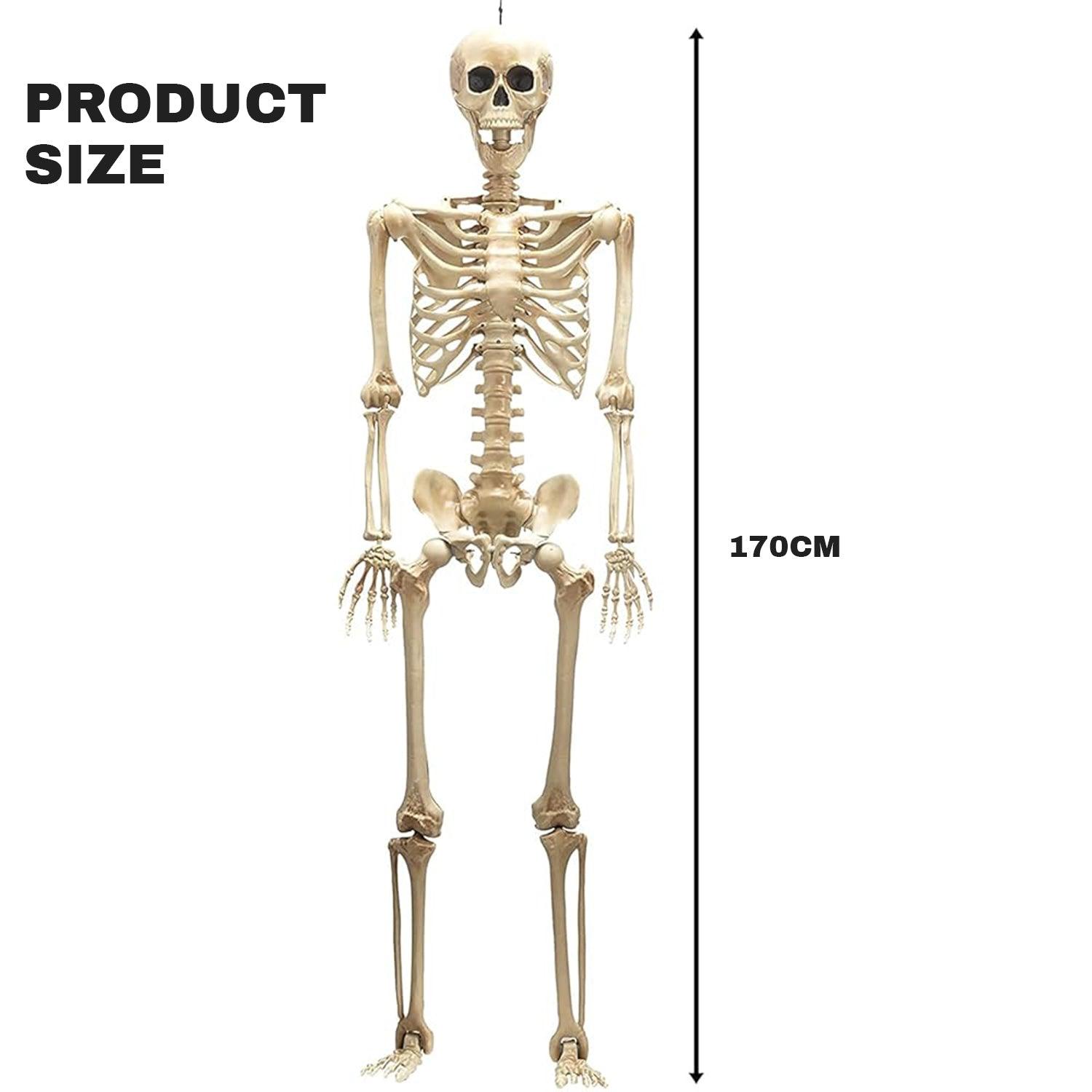 Halloween Decor Skeleton - 170cm Halloween Poseable Human Skeleton Full Life Size Party Decoration Festive & Franchise - Tophatter Daily Deals