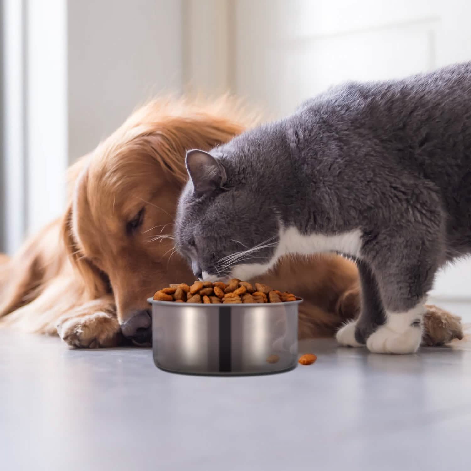 Stainless Steel Dog Pet Bowl Pet Supplies - Tophatter Daily Deals