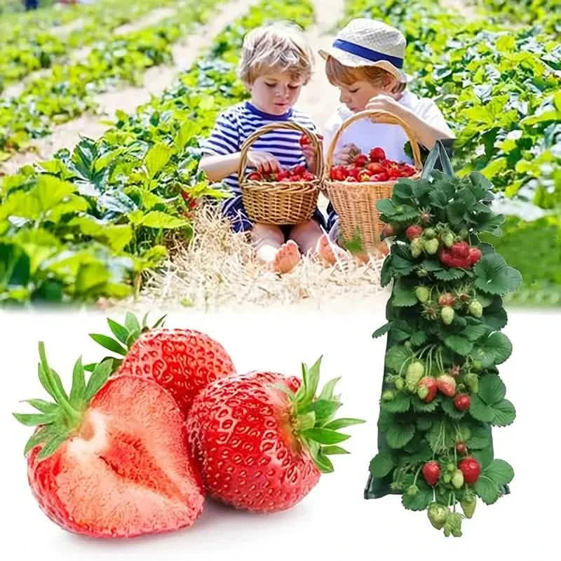 Upside Down Tomato Grow Bag Garden & Patio - Tophatter Daily Deals
