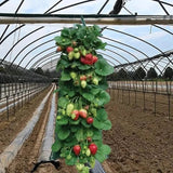 Upside Down Tomato Grow Bag Garden & Patio - Tophatter Daily Deals