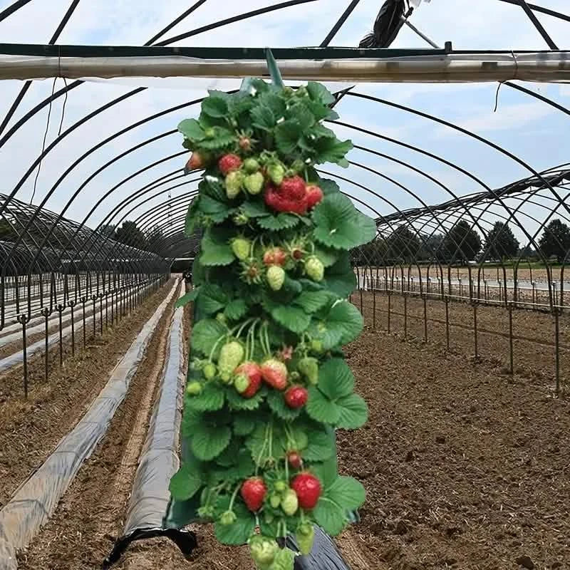 Upside Down Tomato Grow Bag Garden & Patio - Tophatter Daily Deals
