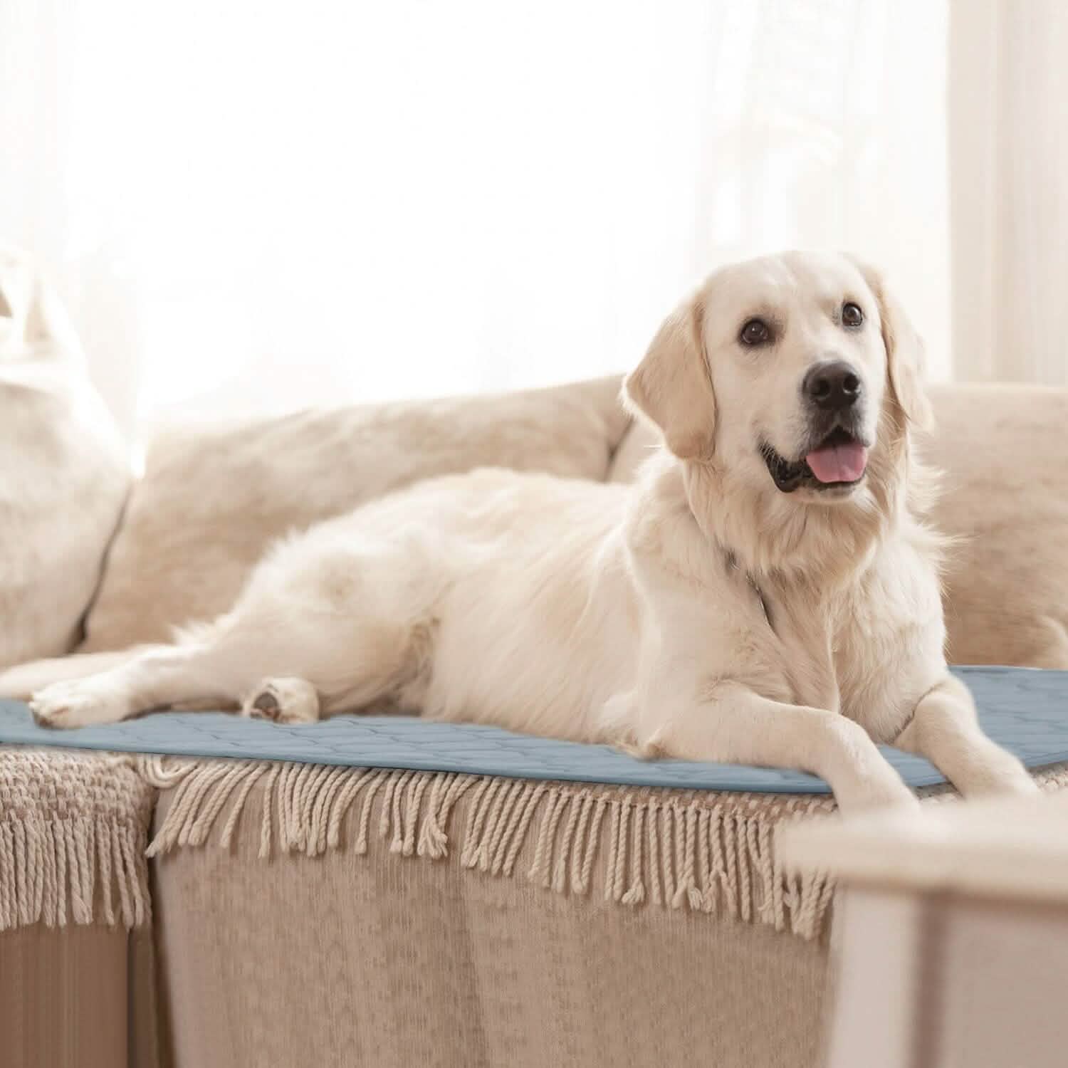 Washable Dog Pee Pad Reusable Puppy Potty Training Pads Pet Supplies - Tophatter Daily Deals