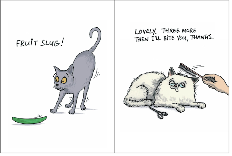 What Is Your Cat Really Thinking - Tophatter Daily Deals